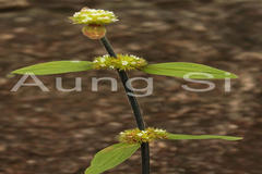 Mitracarpus villosus